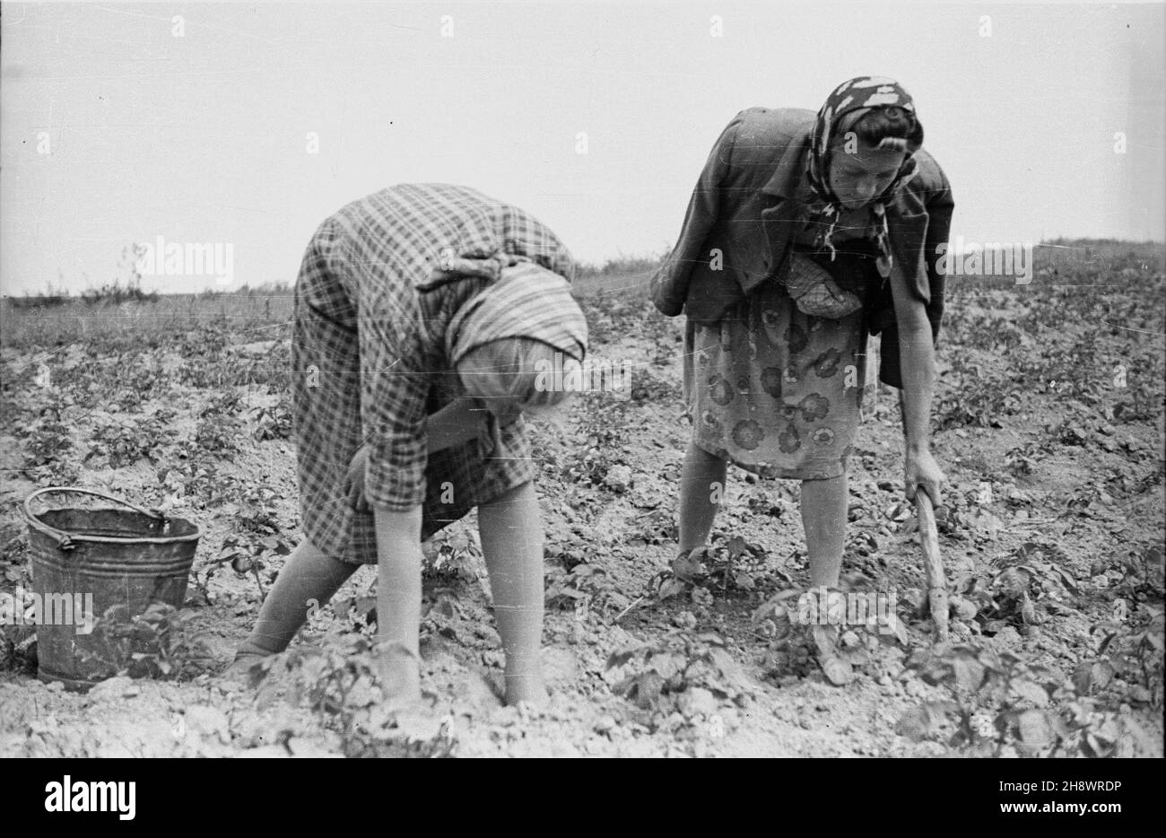 Okolice Warki, 1946. Pas zniszczeñ wojennych objêtych programmem Odbudowy Gospodarczej Terenów Zniszczonych po II wojnie œwiatowej. NZ. Kobiety przy pracy w polu. gr PAP/Bogus³aw Lambach Dok³adny miesi¹c i dzieñ wydarzenia nieustalone. Warka Area, 1946. Das Gebiet der zerstörten Flächen, das durch das Programm des wirtschaftlichen Wiederaufbaus der Gebiete abgedeckt wird, die bis WW2 zerstört wurden. Im Bild: Feldarbeiten. gr PAP/Boguslaw Lambach Stockfoto