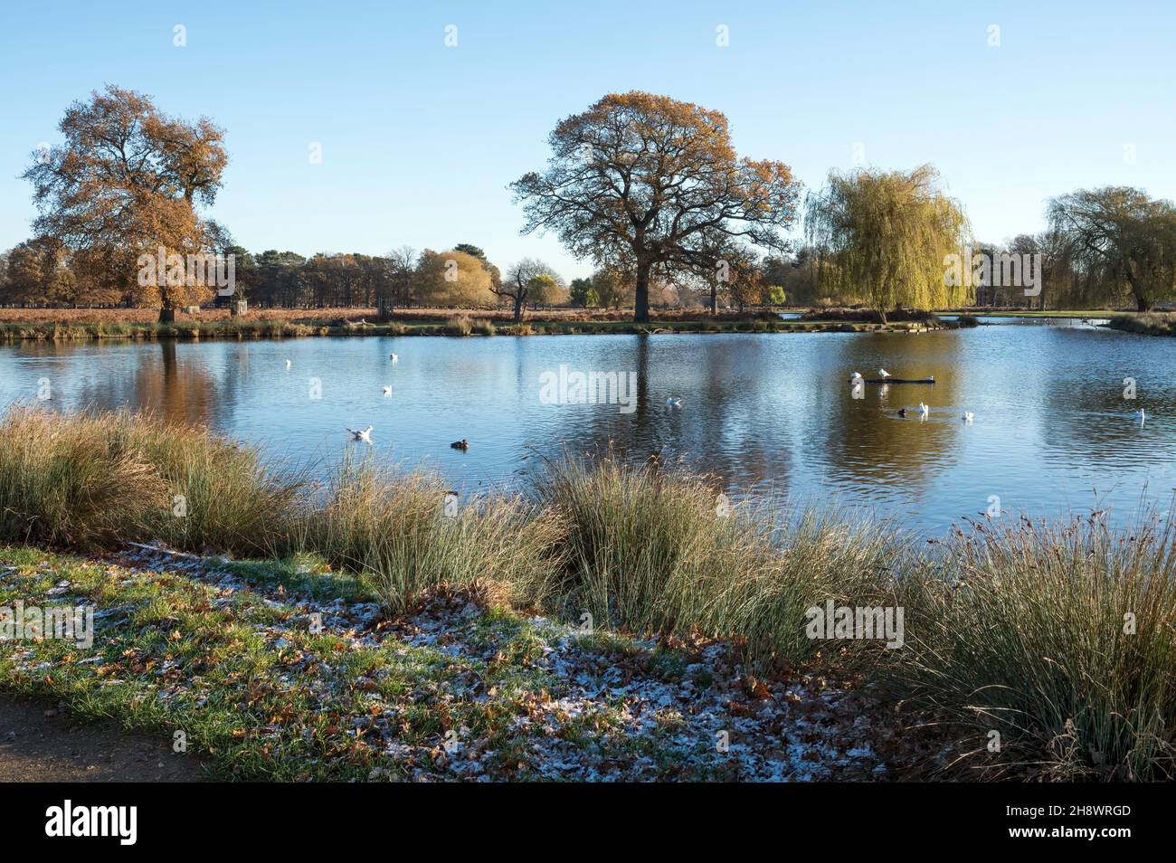 Spaziergang am frühen Morgen um die Teiche im Buschy Park Surrey im Dezember Stockfoto