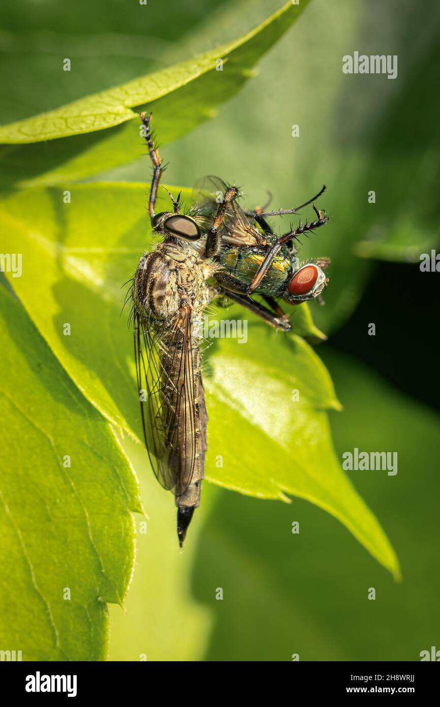 Große Attentäter-Fliege, die eine grüne Flaschenfliege frisst Stockfoto
