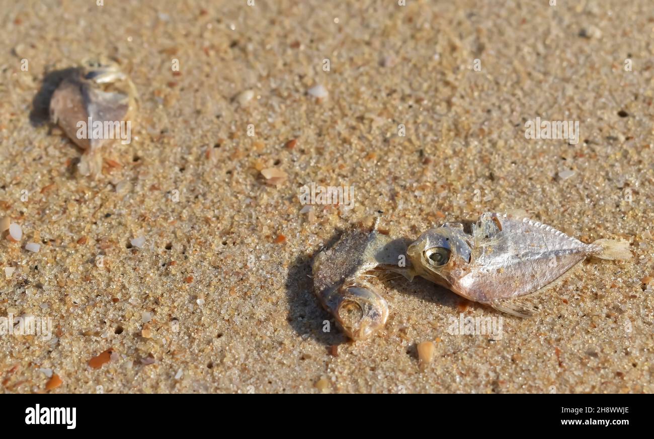 Selektive Konzentration von toten Fischen, die am Meeresufer liegen, möglicherweise aufgrund der Verschmutzung des Meerwassers in Indien Stockfoto