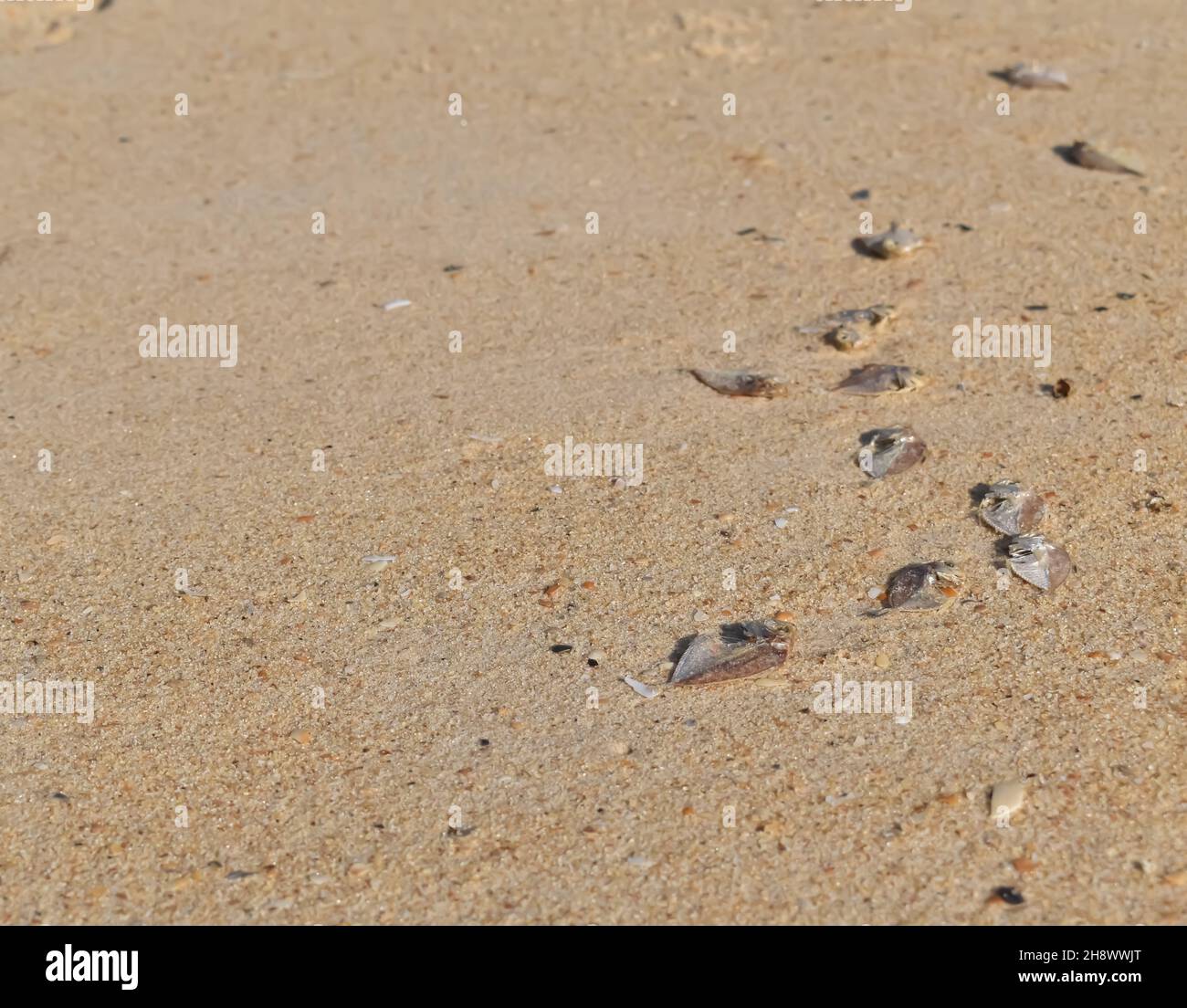 Selektive Konzentration von toten Fischen, die am Meeresufer liegen, möglicherweise aufgrund der Verschmutzung des Meerwassers Stockfoto