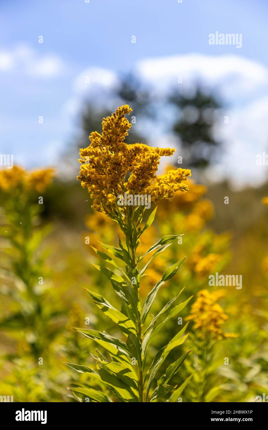 Wunderschöne Wildblumen zeigen ihre farbenfrohen Blüten auf der Prärie im Mittleren Westen und auf Wiesenwiesen in den nördlichen Bundesstaaten. Stockfoto