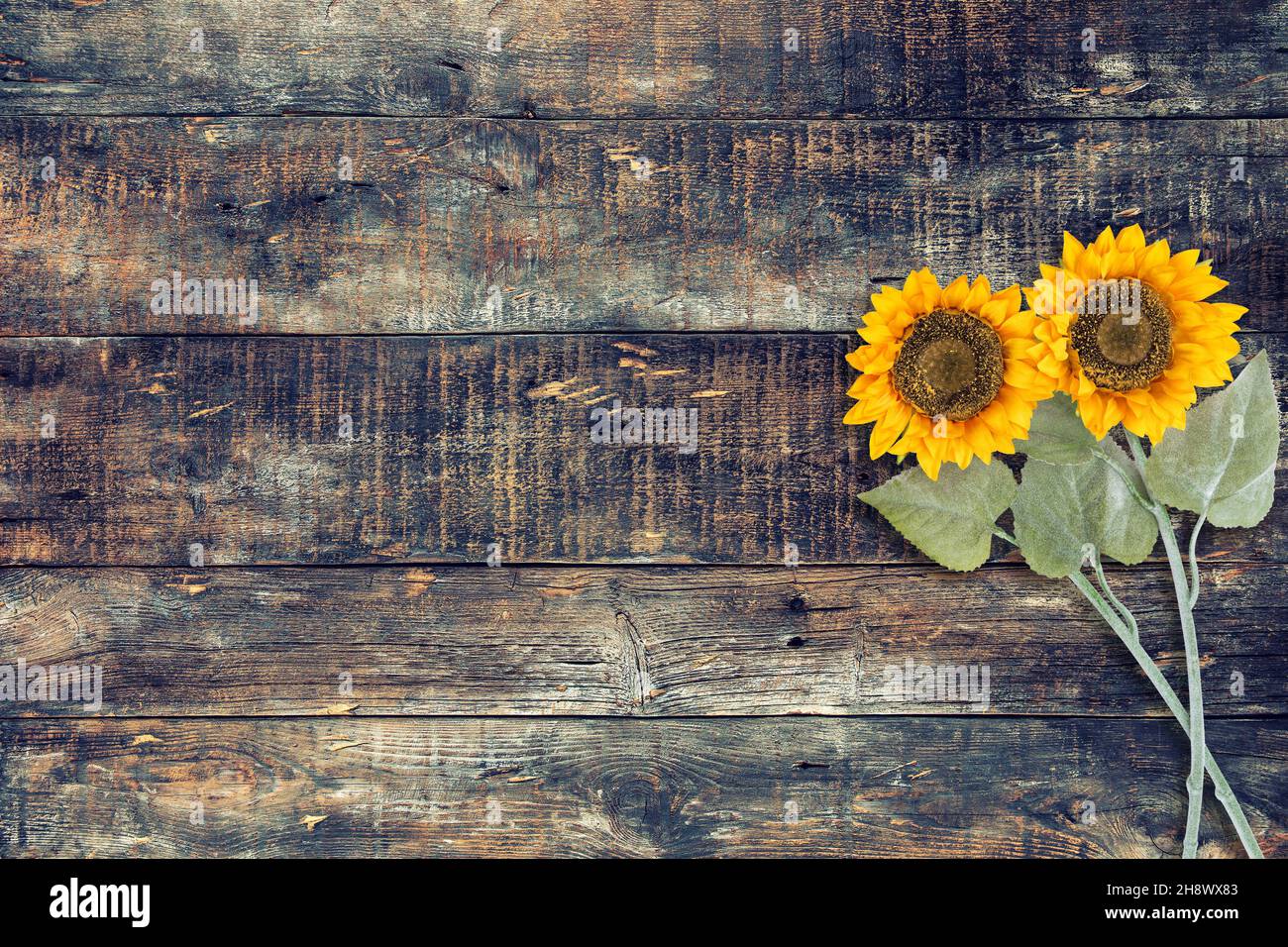 Holzhintergrund mit Sonnenblumen. Blumenschmuck mit Holzstruktur Stockfoto