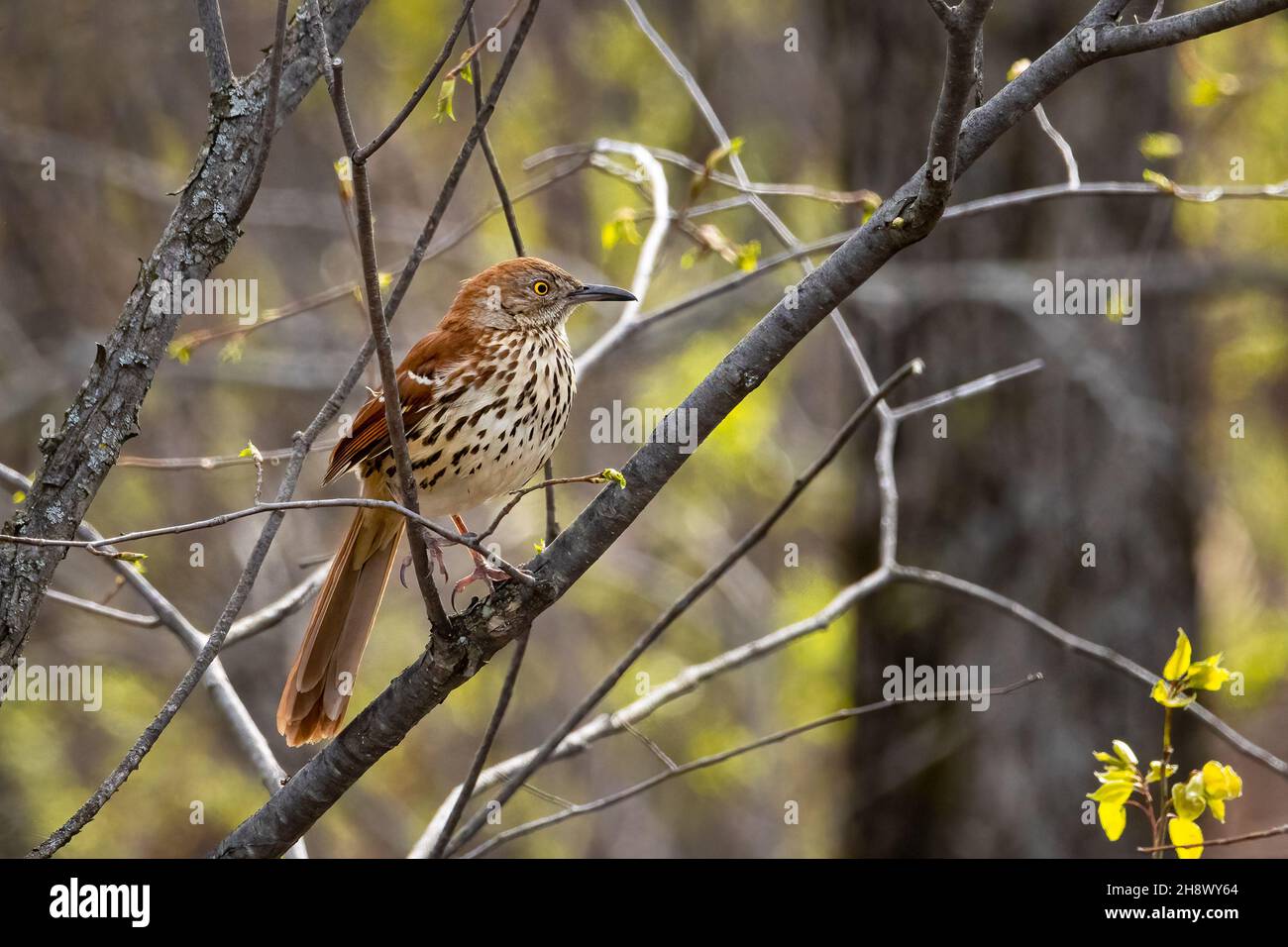 Kleiner brauner Trasher-Vogel, der an einem Frühlingsmorgen auf einem Baum thront Stockfoto