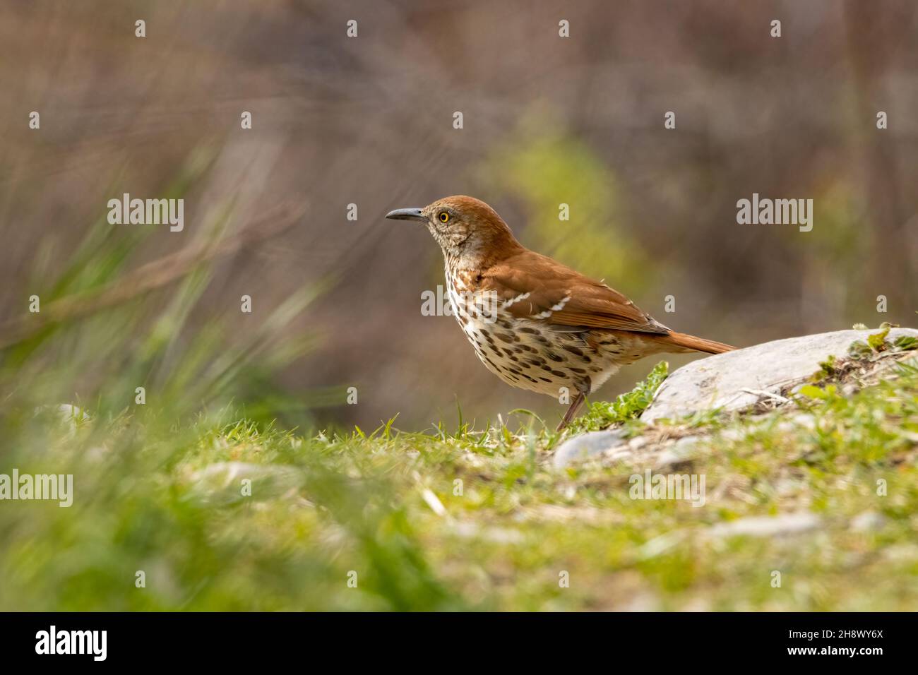 Kleiner brauner Trasher-Vogel auf dem Boden an einem Frühlingsmorgen Stockfoto