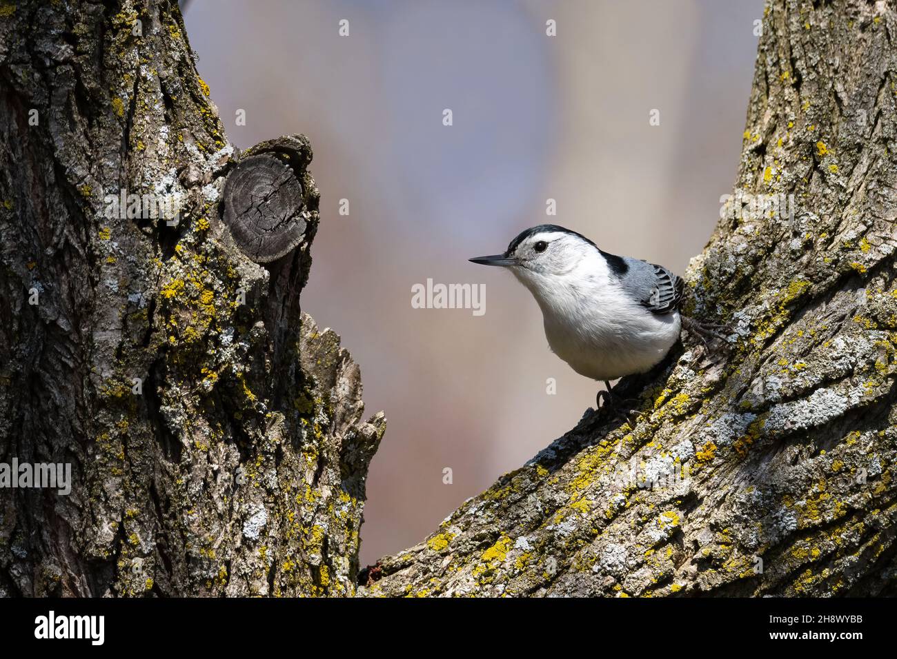 Kleine weißreihige Aktratte, die auf einem Baum mit unscharfem Hintergrund thront Stockfoto