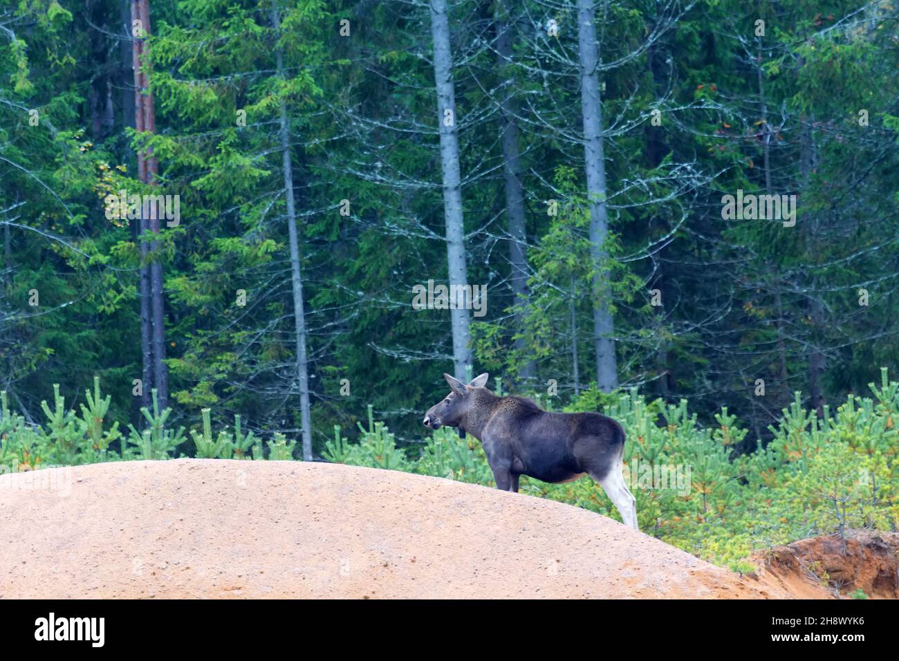Ein junger Elch kam aus dem alten Nadelwald auf dem Territorium einer Baumschule Stockfoto