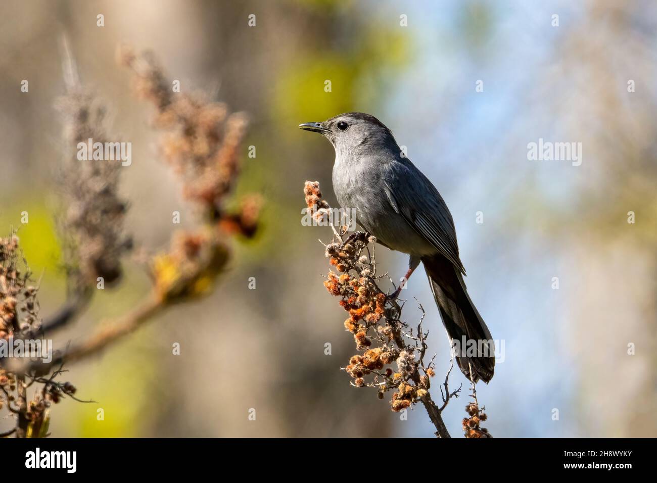 Kleiner grauer Katzenwels, der während eines bewölkten Himmels auf einem Ast thront, am Morgen grauer Katzenwels, der auf einem Ast mit verschwommenem Hintergrund auf einem thront Stockfoto