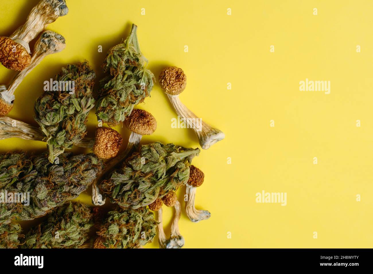 Layout von getrockneten Psilocybin-Pilzen und Marihuana-Knospen auf gelbem Hintergrund mit Platz für Text. Psychedelischer Ausflug, CBD-Erholung. Mikrodosierung Stockfoto