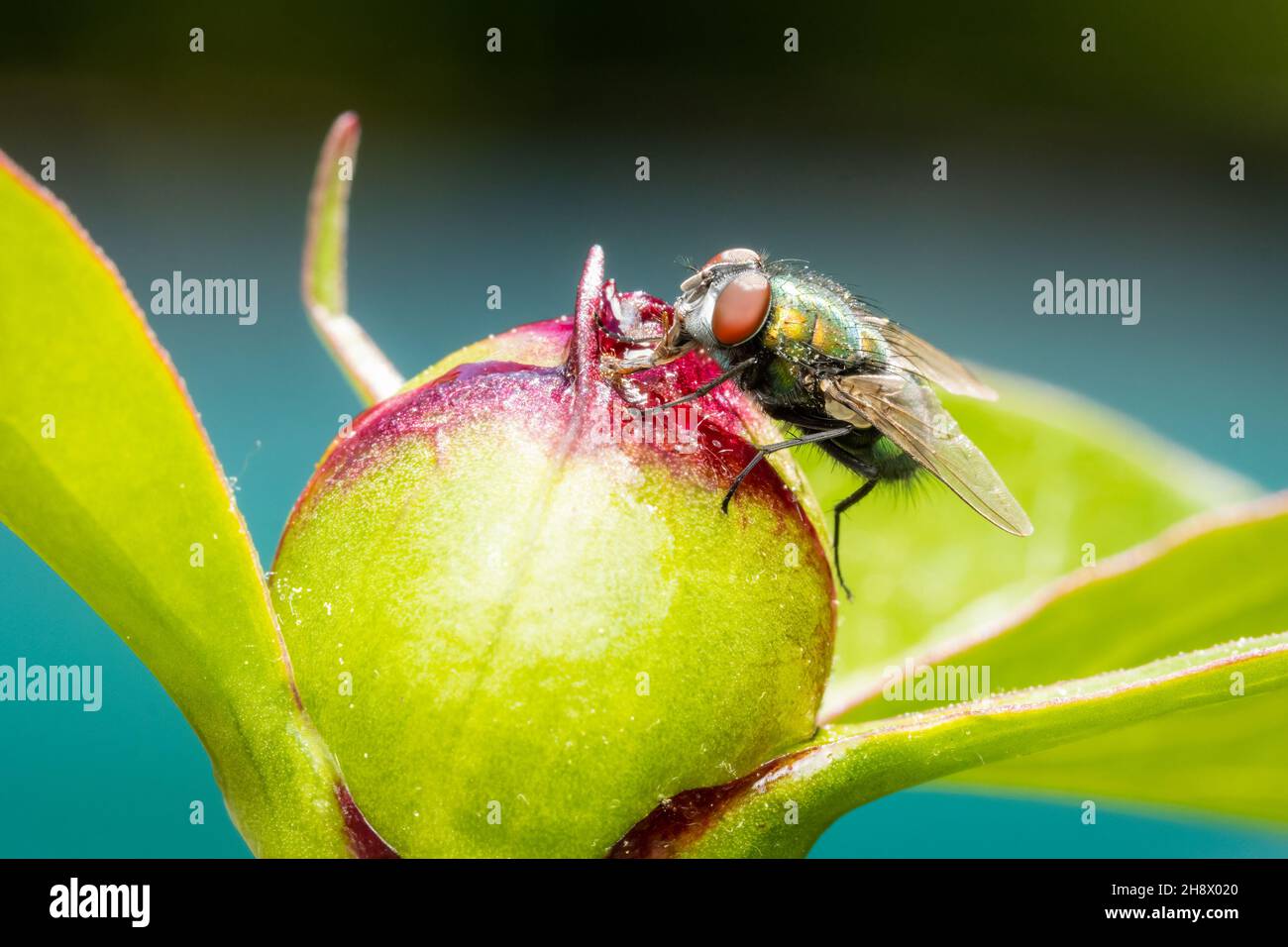 Grüne Fliege (Lucilia sericata), die sich auf einem Pfingstrosen-Knopf mit verschwommenem Hintergrund ernährt Stockfoto