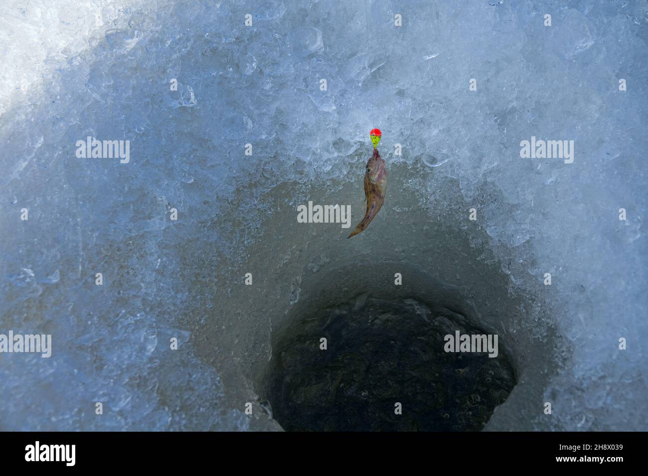 Unglaubliche Beute. Kleine eurasische Rüffe (Gymnocephalus cernua, Acerina cernua) pickten und fingen auf einer großen Vorrichtung während einer Eisfischereifahrt Stockfoto