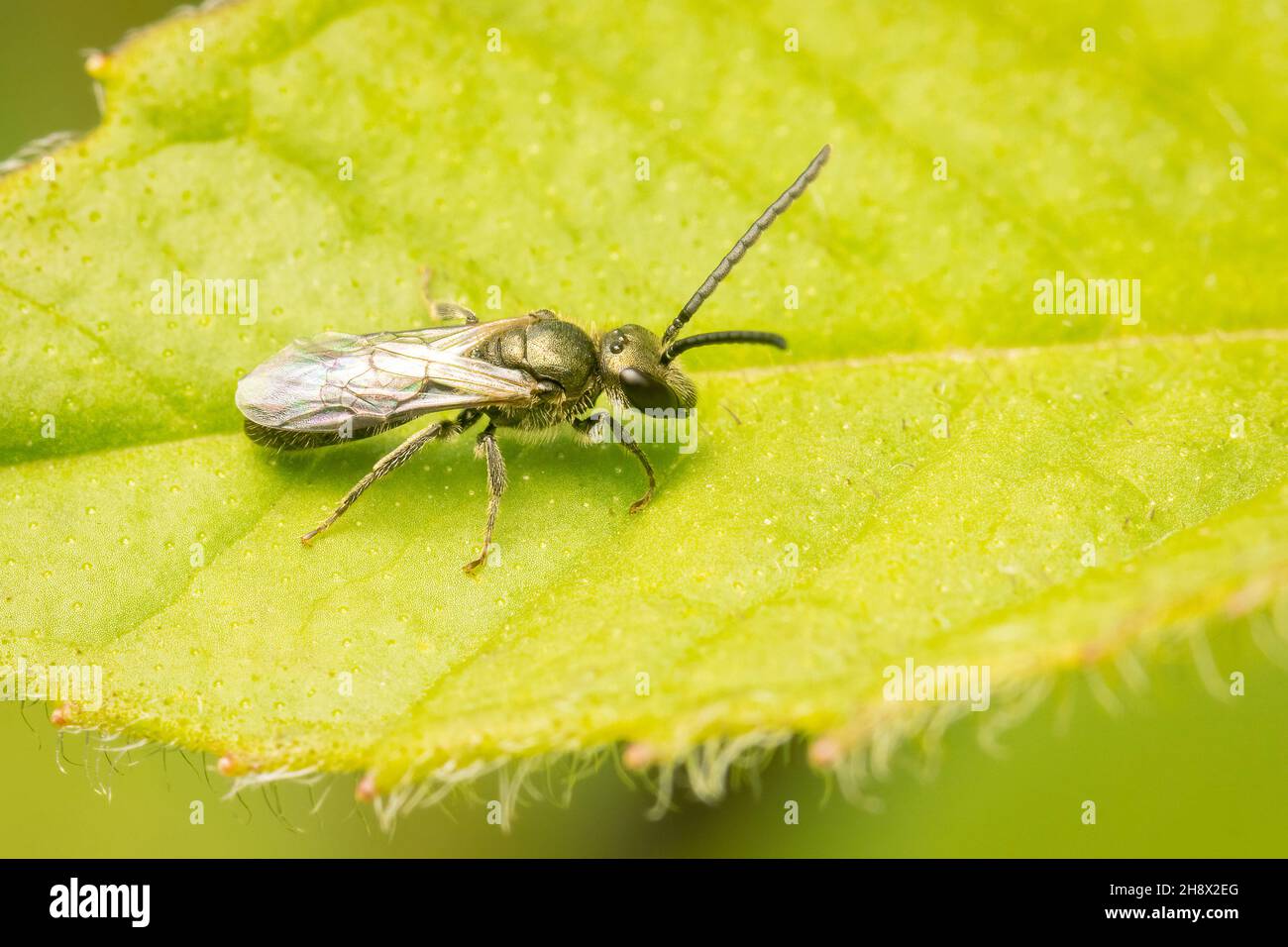 Kleine Lasioglossum-Biene auf einem grünen Blatt mit Kopierraum Stockfoto