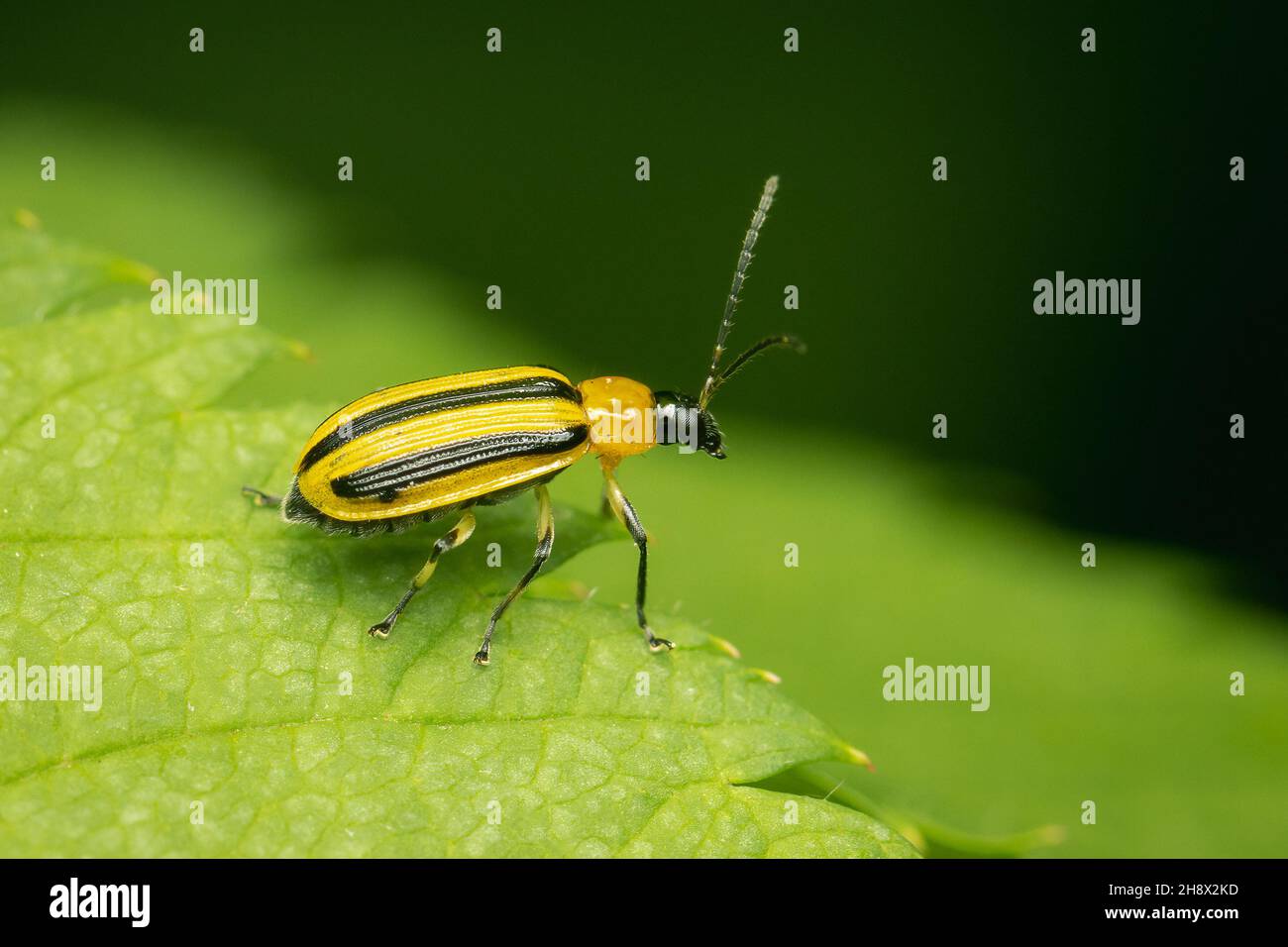 Gestreifte Cucumber Beetle-Reste auf einem grünen Blatt mit verschwommenem Hintergrund und Kopierraum Stockfoto