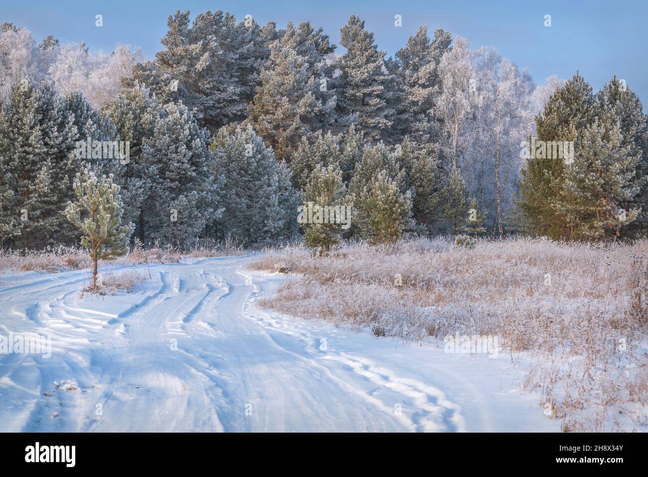 Erstaunliche Winterlandschaft mit einer verschneiten Straße im Wald, Birken, Fichten, Kiefern und Reifgras gegen einen blauen Himmel in starkem Frost Stockfoto