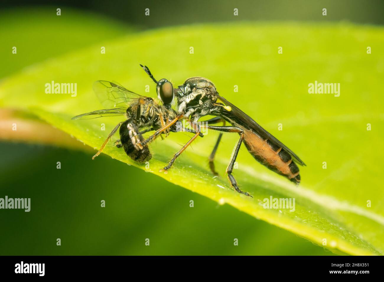 Raubfliege, die sich auf ihre Beute ernährt, mit verschwommenem grünen Hintergrund und Kopierraum Stockfoto