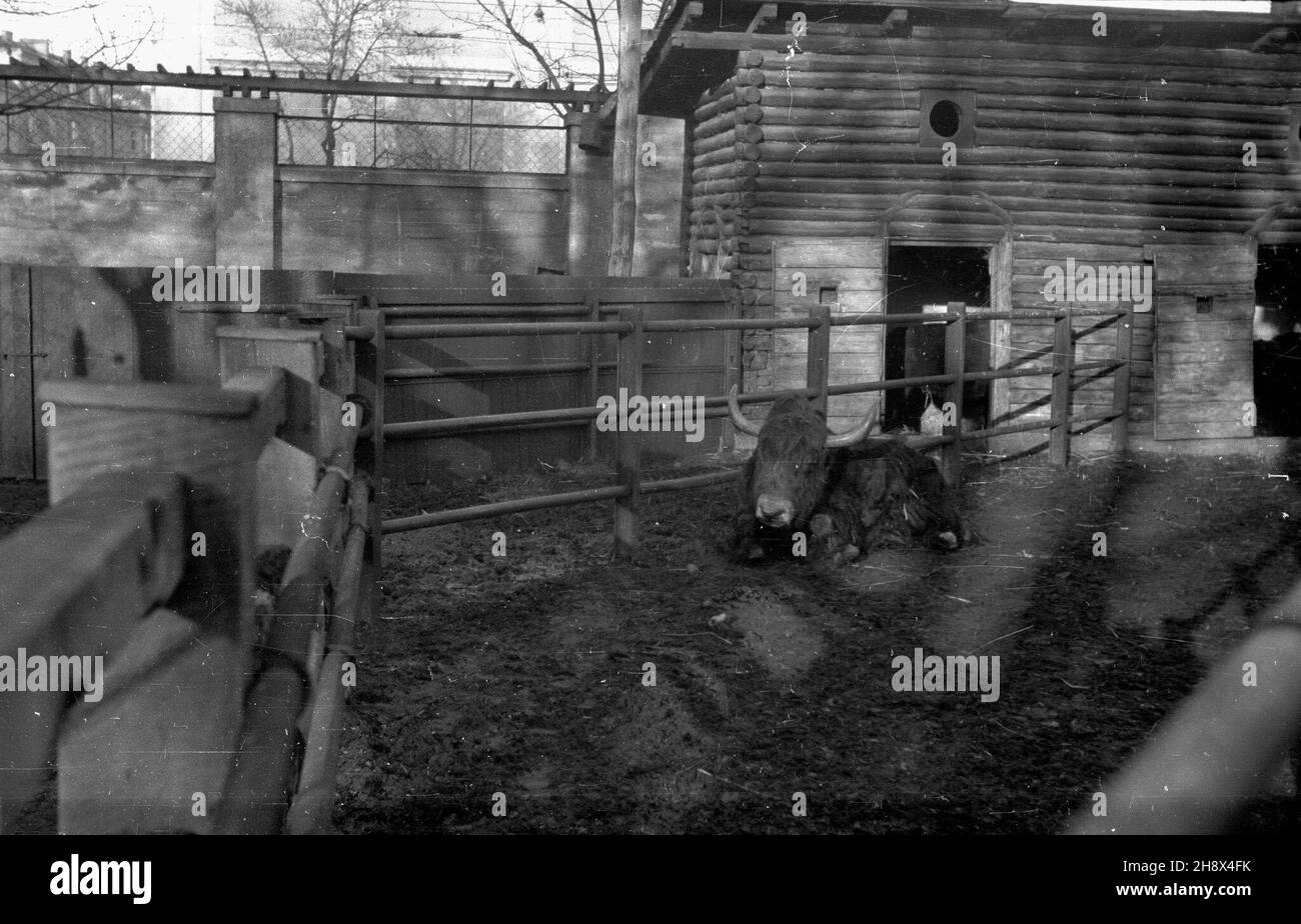 Poznañ, 1946. Ogród zoologiczny. Bizon na wybiegu. frau PAP/J. ¯yszkowski Dok³adny dzieñ wydarzenia nieustalony. Dok³adny miesi¹c i dzieñ wydarzenia nieustalone. Posen, 1946. EIN ZOO. Ein Bison auf dem Stift. ms PAP/J. Zyszkowski Stockfoto