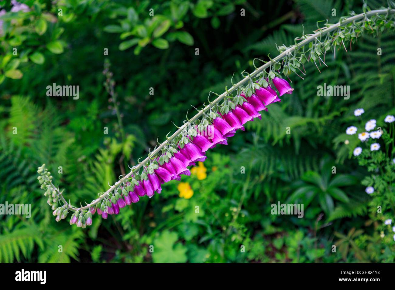 Foxgloves (Digitalis sp) bei Burrow Farm Garden – erstellt von Mary Benger seit 1966 in Devon, England, Großbritannien Stockfoto