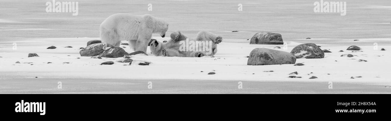 Kanada, Manitoba, Churchill. Zwei reife männliche Eisbären (WILD: Ursus maritimus) s/w Stockfoto