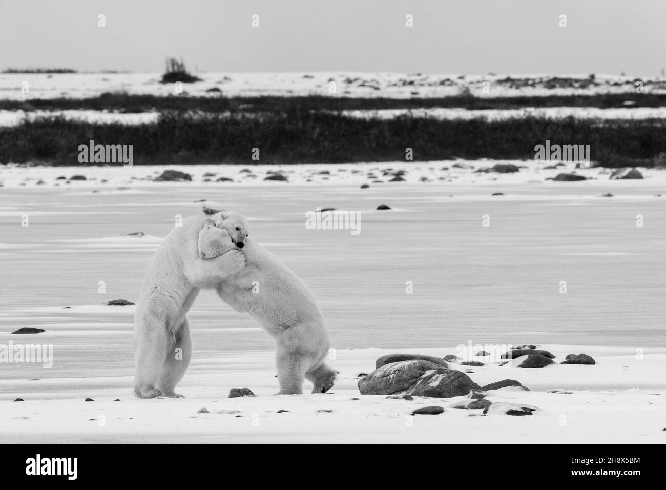 Kanada, Manitoba, Churchill. Zwei reife männliche Eisbären (WILD: Ursus maritimus) kämpfen. S/W Stockfoto
