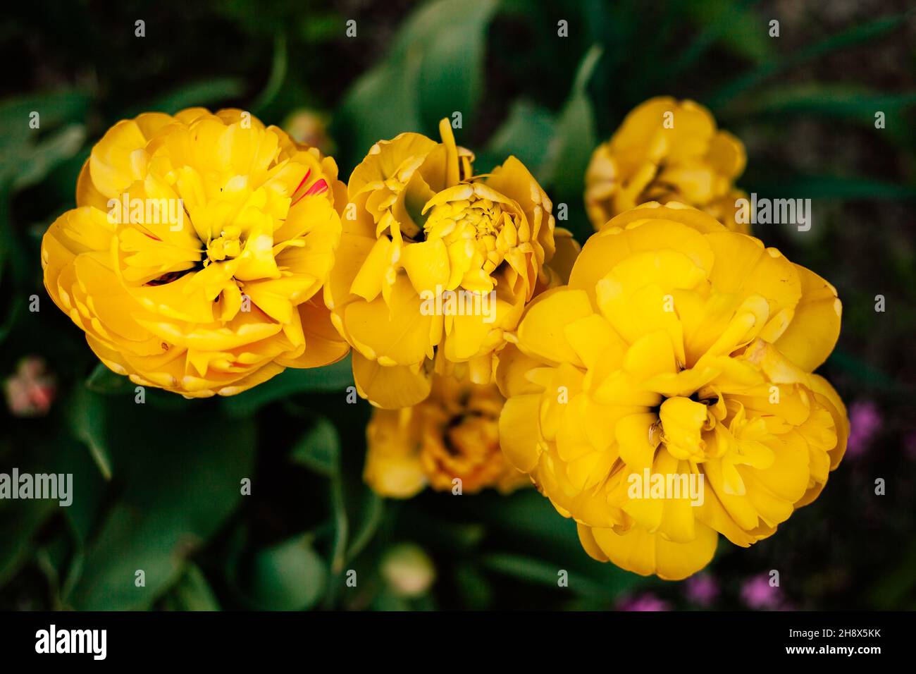Colurful Tulpen im Garten Stockfoto