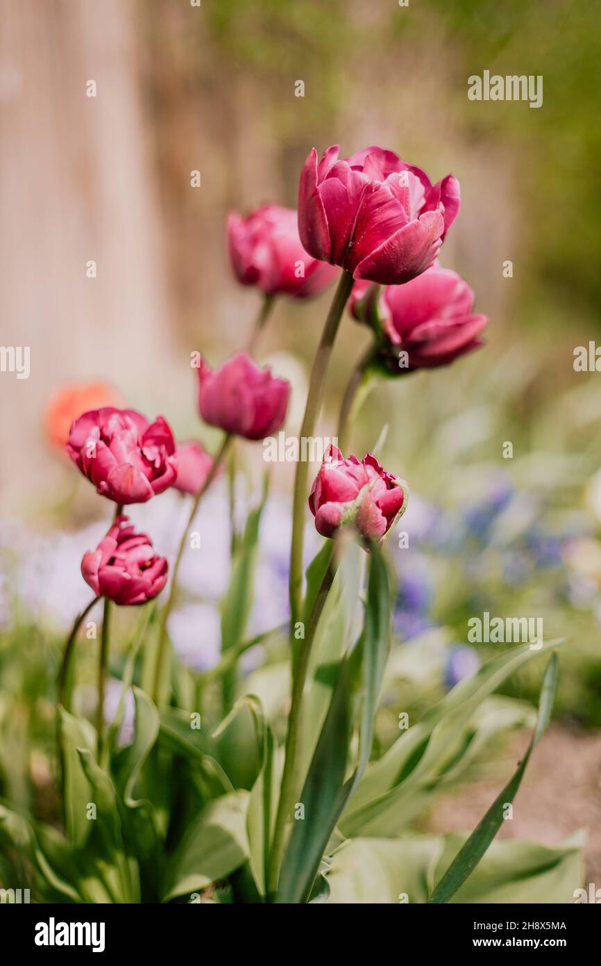Colurful Tulpen im Garten Stockfoto