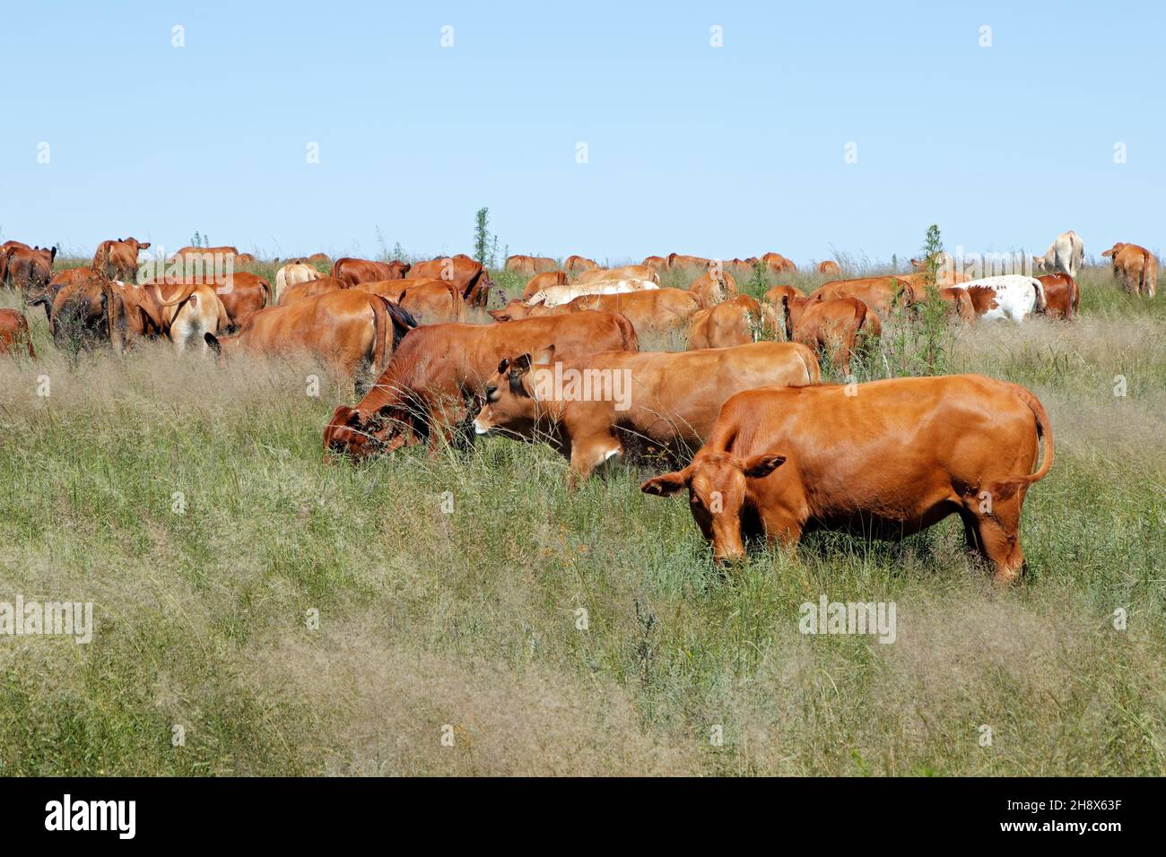 Herde von freilandigen Rindern, die im Grasland auf einem ländlichen Bauernhof in Südafrika grasen Stockfoto