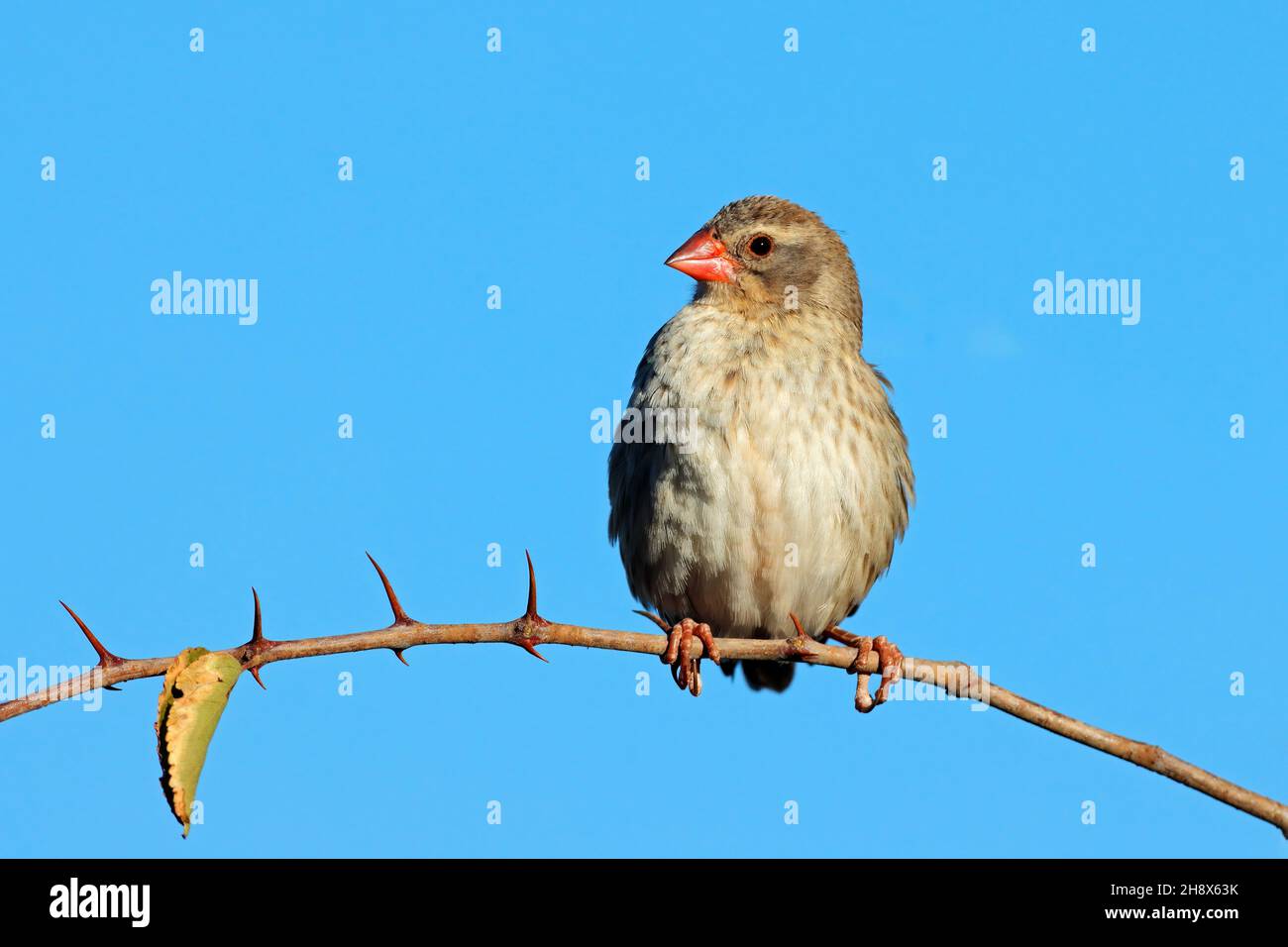 Eine weibliche Quelea (Quelea quelea), die auf einem Zweig in Südafrika sitzt Stockfoto