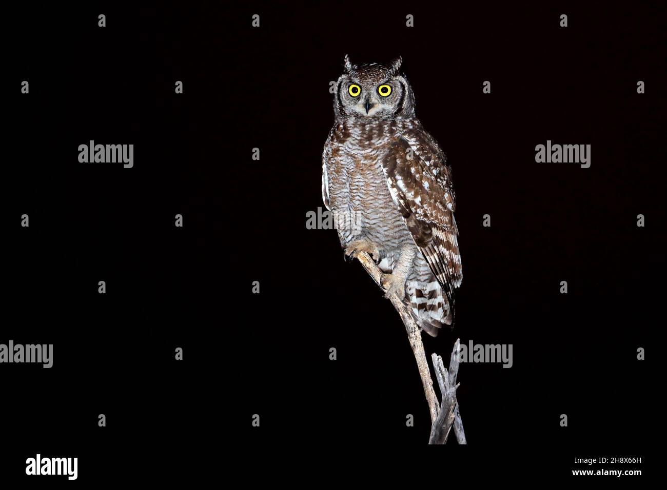 Schreiadler-Eule (Bubo africanus), die in der Nacht in einem Zweig thront, Südafrika Stockfoto