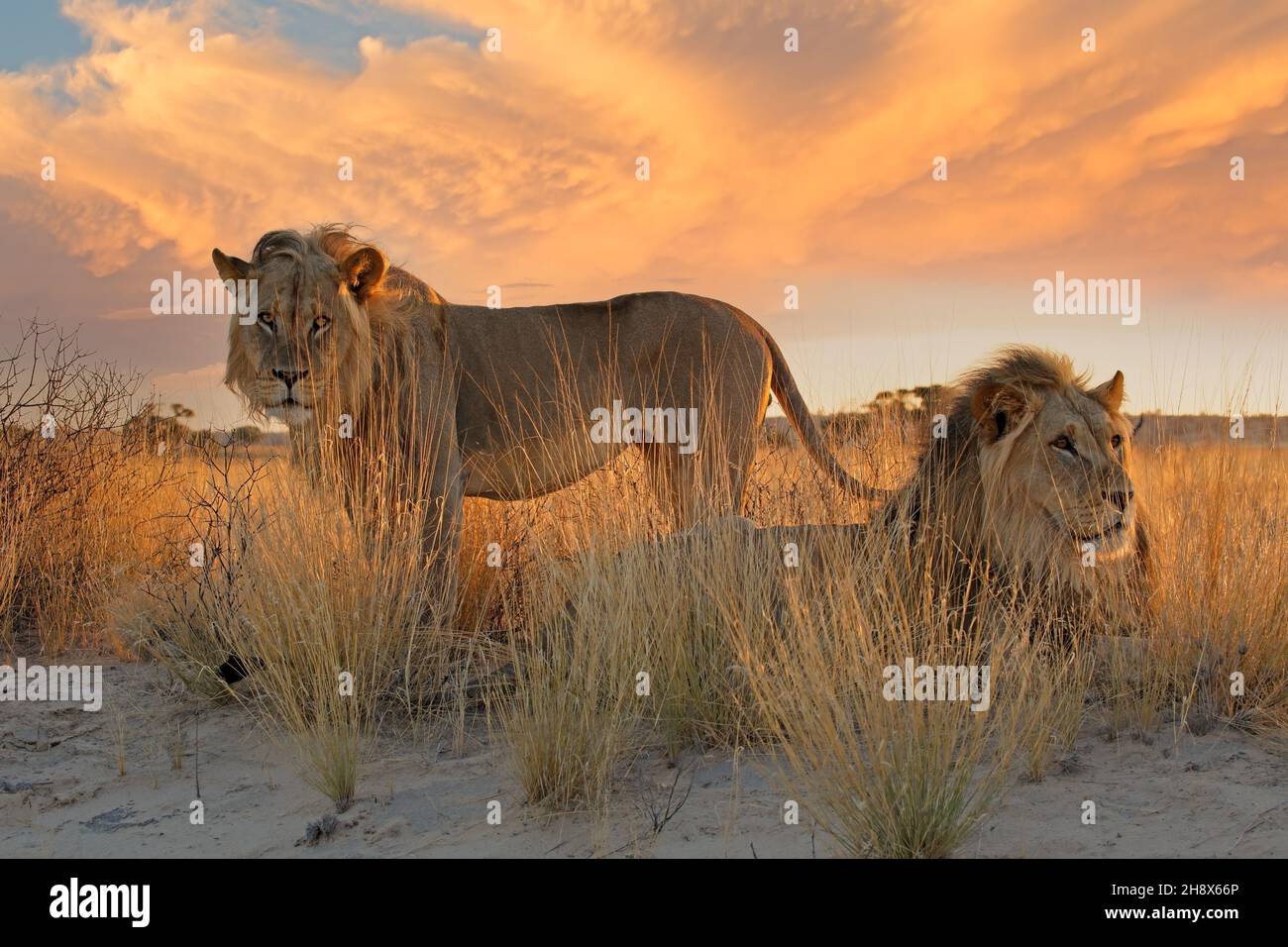 Zwei große männliche afrikanische Löwen (Panthera leo) im frühen Morgenlicht, Kalahari-Wüste, Südafrika Stockfoto