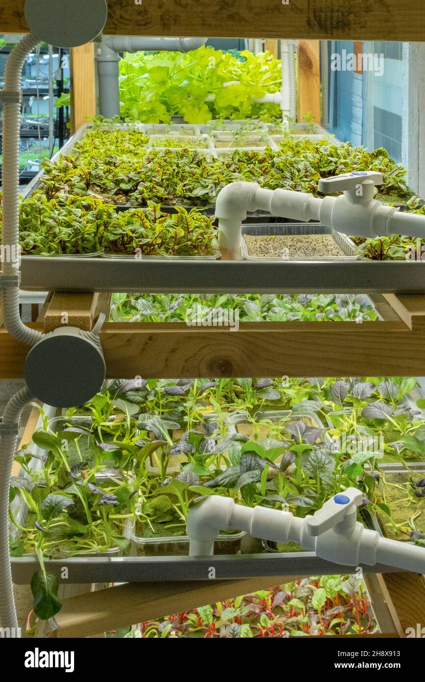 Städtische mikrogrüne Farm. Umweltfreundliches Kleinunternehmen. Baby Blätter, phytolamp. Stockfoto