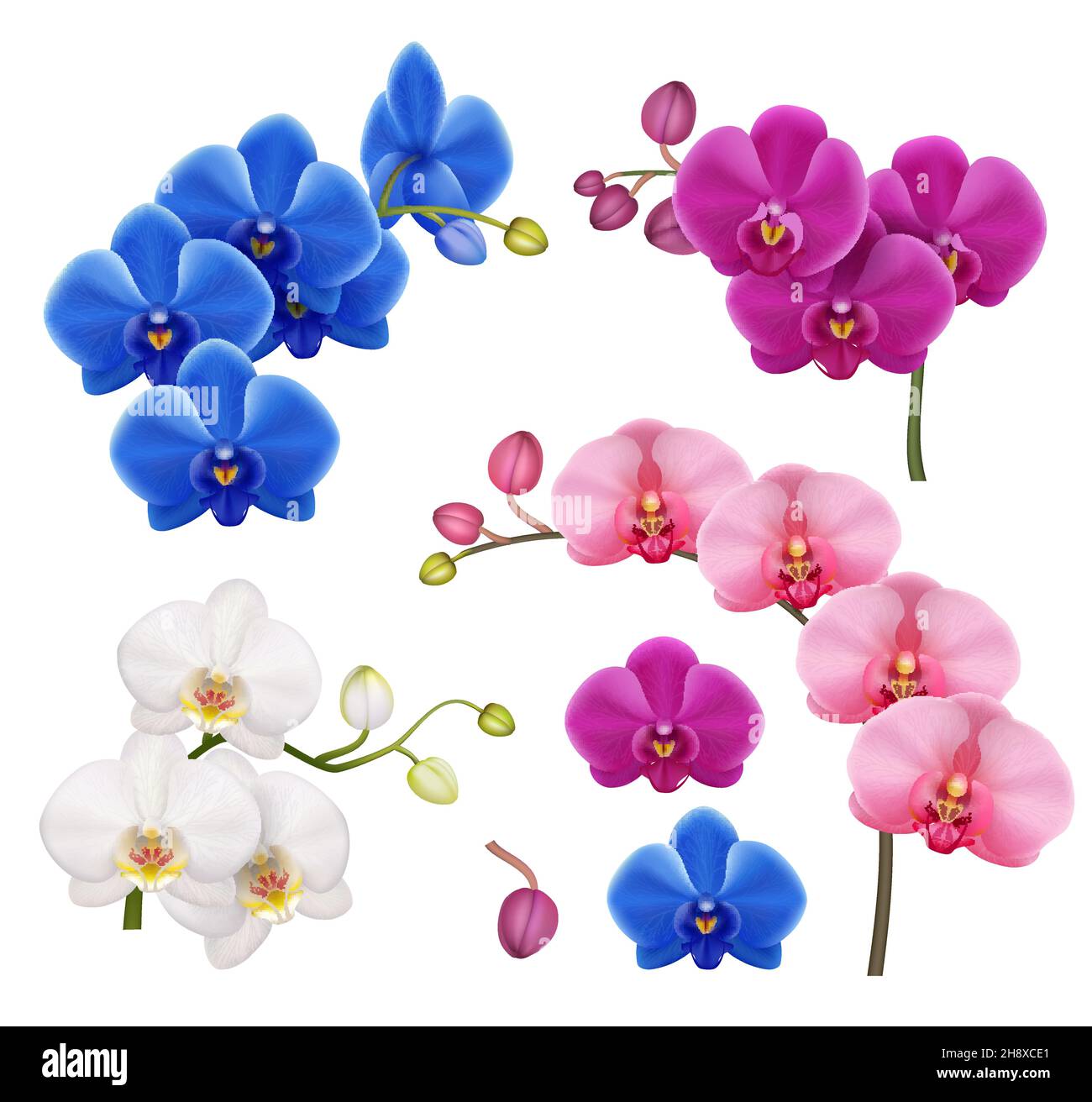 Orchideen realistisch. Exotische Blumen botanische Illustration tropische Blumen Vektor Sammlung anständige farbige Bilder isoliert Stock Vektor