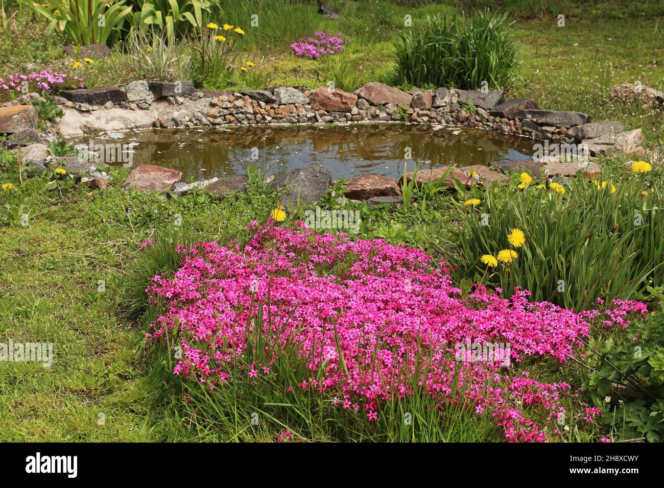 Rosa Phlox wachsen in der Nähe eines künstlichen Teiches. Landschaftsgestaltung. Stockfoto