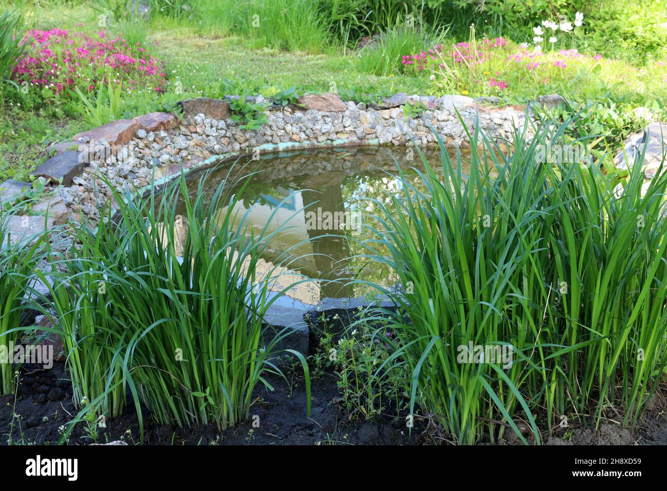 Rosa Phlox wachsen in der Nähe eines künstlichen Teiches. Landschaftsgestaltung. Stockfoto