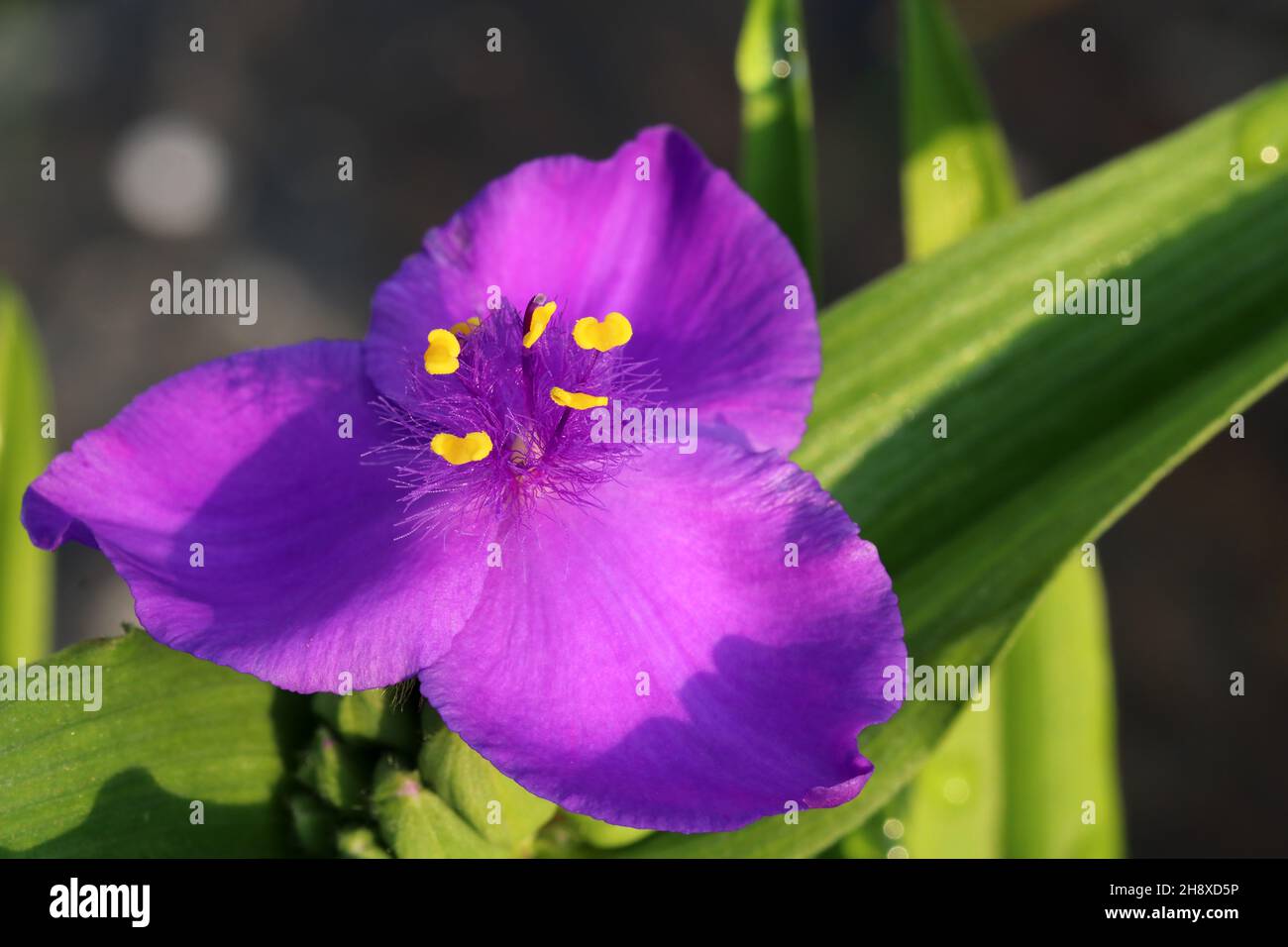 Schöne blaue Blumen tradescantia auf einem verschwommenen Hintergrund Stockfoto