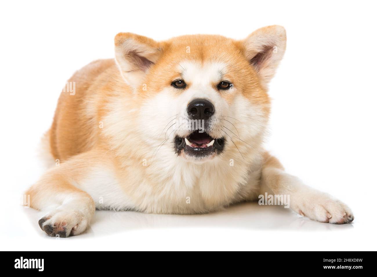 Akita Inu Hund isoliert auf weißem Hintergrund Stockfoto