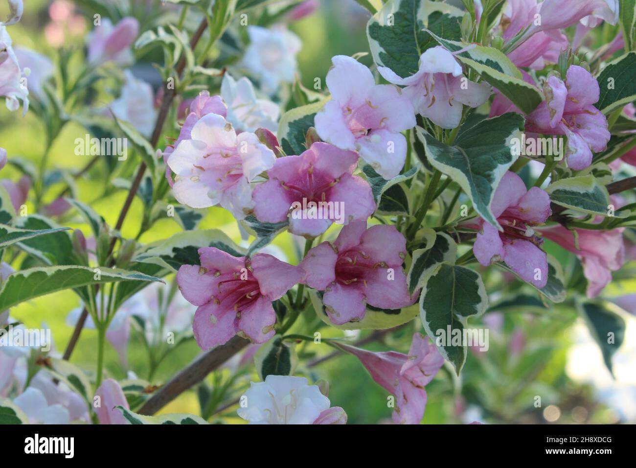 Rote weigela blume Fotos und Bildmaterial in hoher Auflösung Alamy