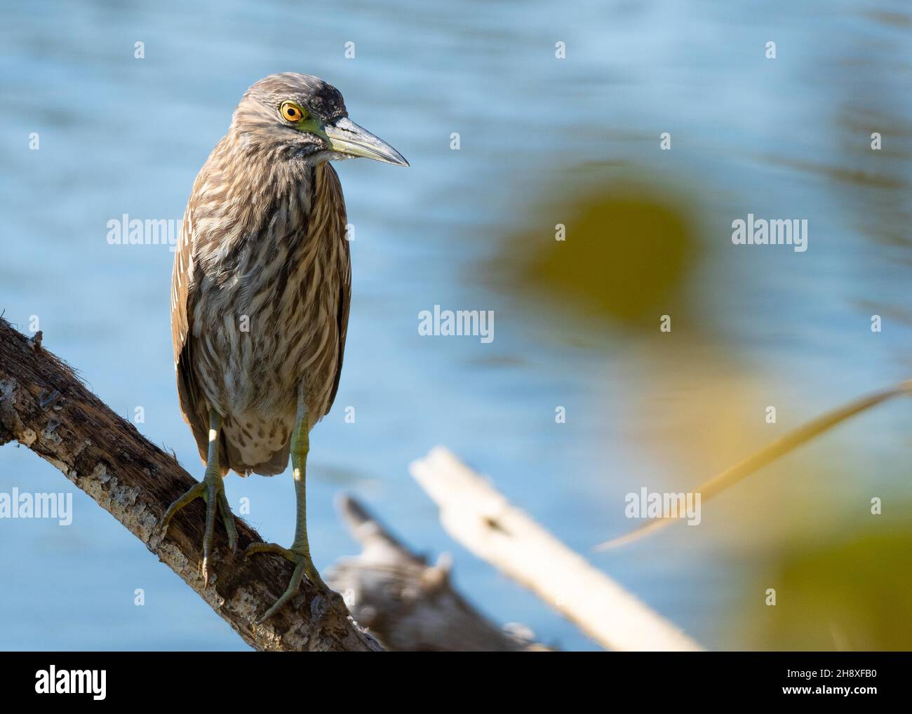 Ein junger Schwarzkronenreiher (Nycticorax nycticorax) steht auf einem Zweig in der Nähe des Wassers bei Haskell Creek im Sepulveda Basin Wildlife Reserve Stockfoto