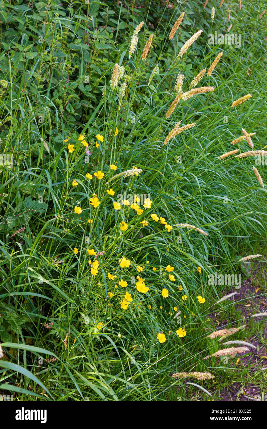 Butterblumen und gefiederte Gräser neben dem stillstehenden Coombe Hill Canal, Wainlode, Gloucestershire, Großbritannien Stockfoto