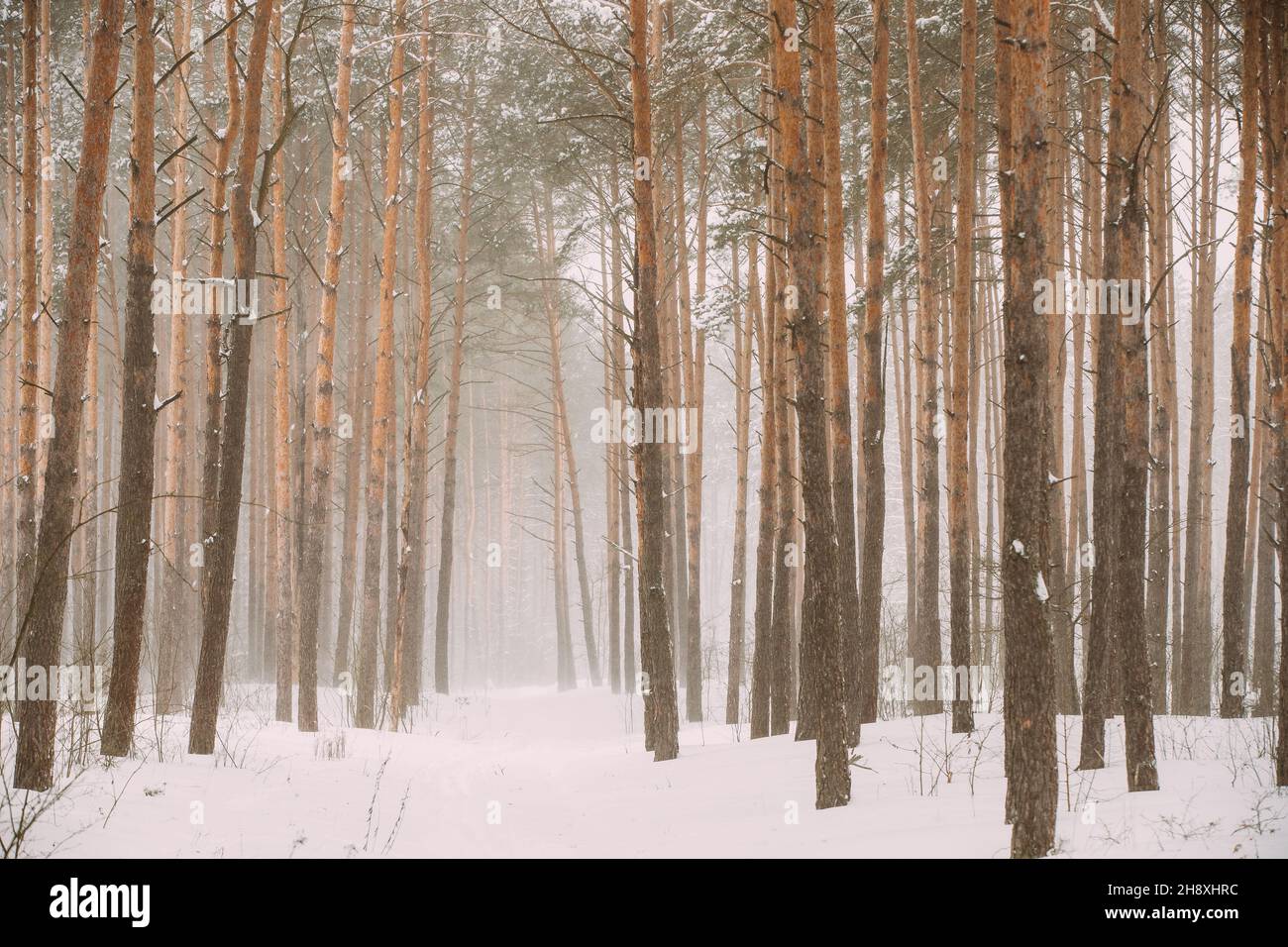 Schneebedeckter Weißer Wald Im Winter Frosty Day. Schneit Im Winter Frost Woods. Schneebedecktes Wetter. Winter Snowy Nadelwald. Blizzard Stockfoto