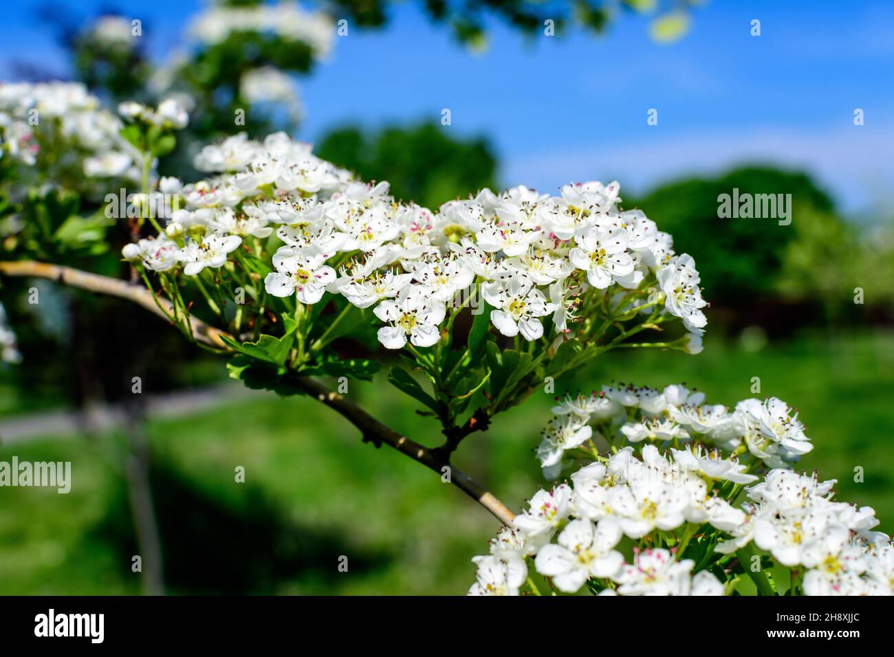 Viele kleine weiße Blüten und grüne Blätter der Crataegus monogyna Pflanze, bekannt als gewöhnlicher oder eingesäter Weißdorn, oder eingesät Weißdorn, in einem Wald in Stockfoto