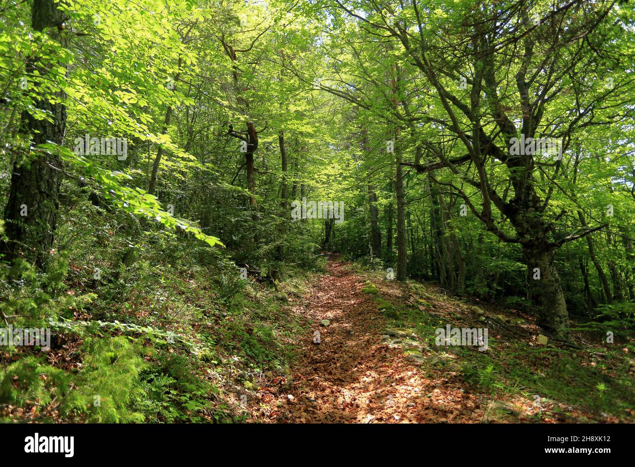 Foret de hetre, Arriere Pays Grassois, Parc regional des Prealpes d'Azur, Alpes Maritimes, 06, Region sud Stockfoto