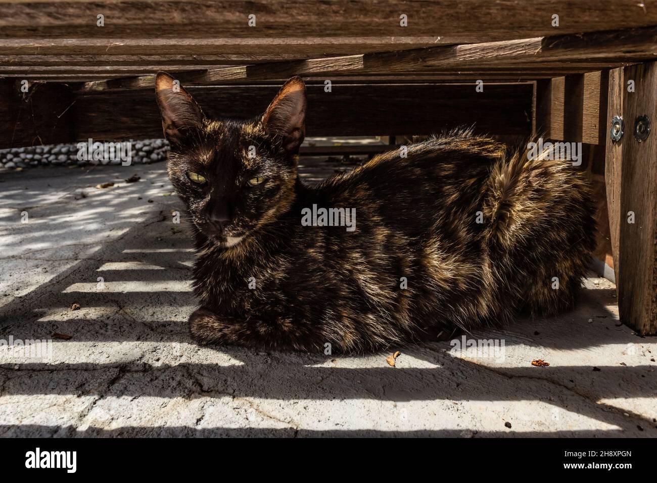 Goiânia, Goias, Brasilien – 1. Dezember 2021: Eine Katze mit Schildpatt, die unter einem Holzdeckelstuhl ruht. Stockfoto