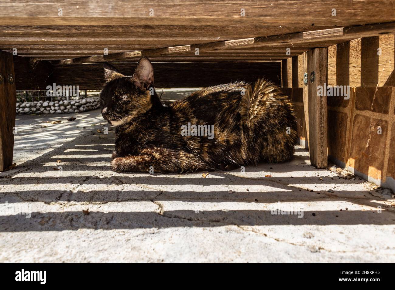 Goiânia, Goias, Brasilien – 1. Dezember 2021: Eine Katze mit Schildpatt, die unter einem Holzdeckelstuhl ruht. Stockfoto