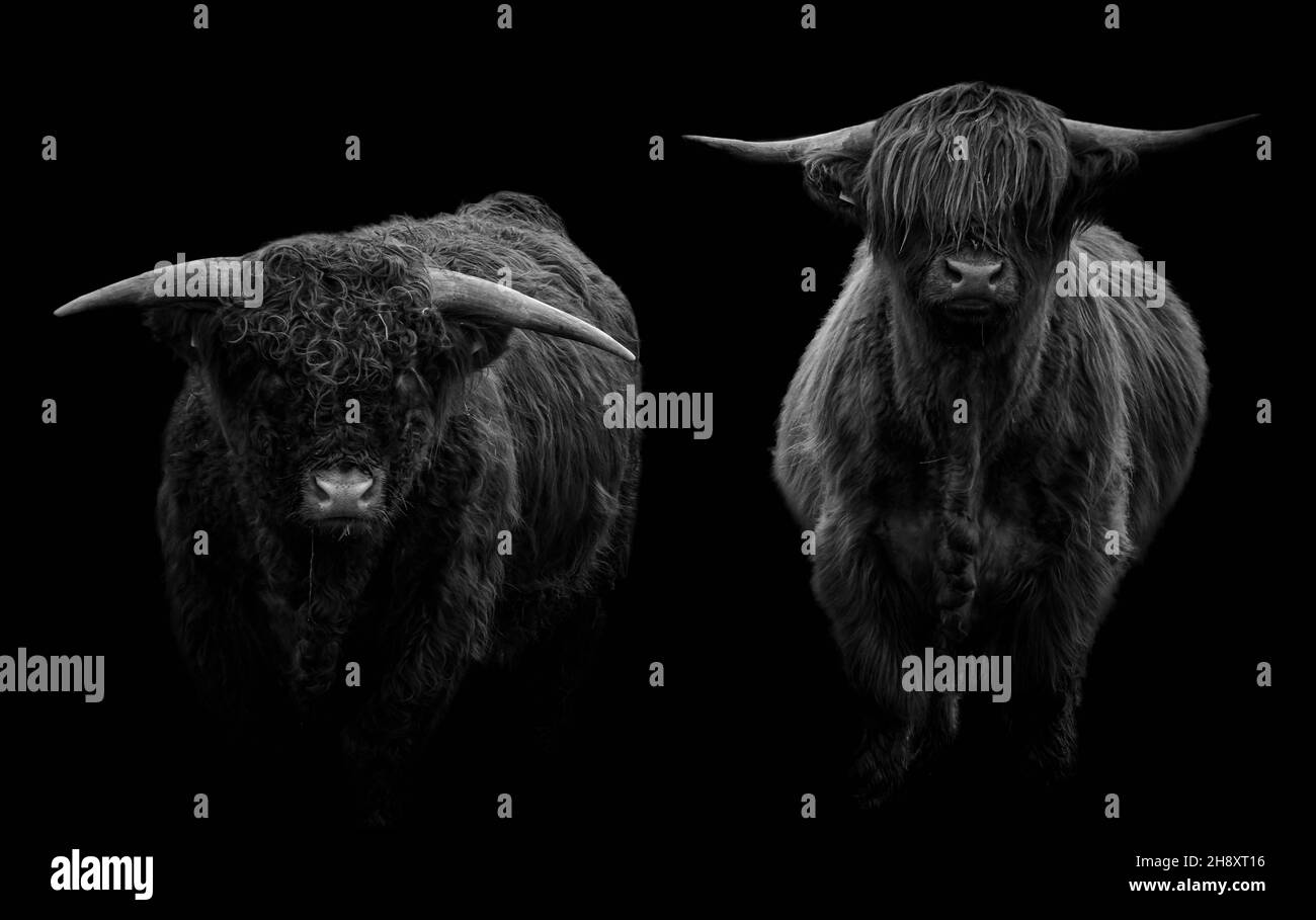 Zwei gehörnte Highland-Kühe, die auf die Kamera schauen und auf schwarzem Hintergrund isoliert sind Stockfoto