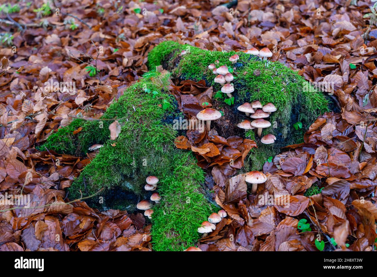 Wurzeln mit Pilzen im Herbst Stockfoto