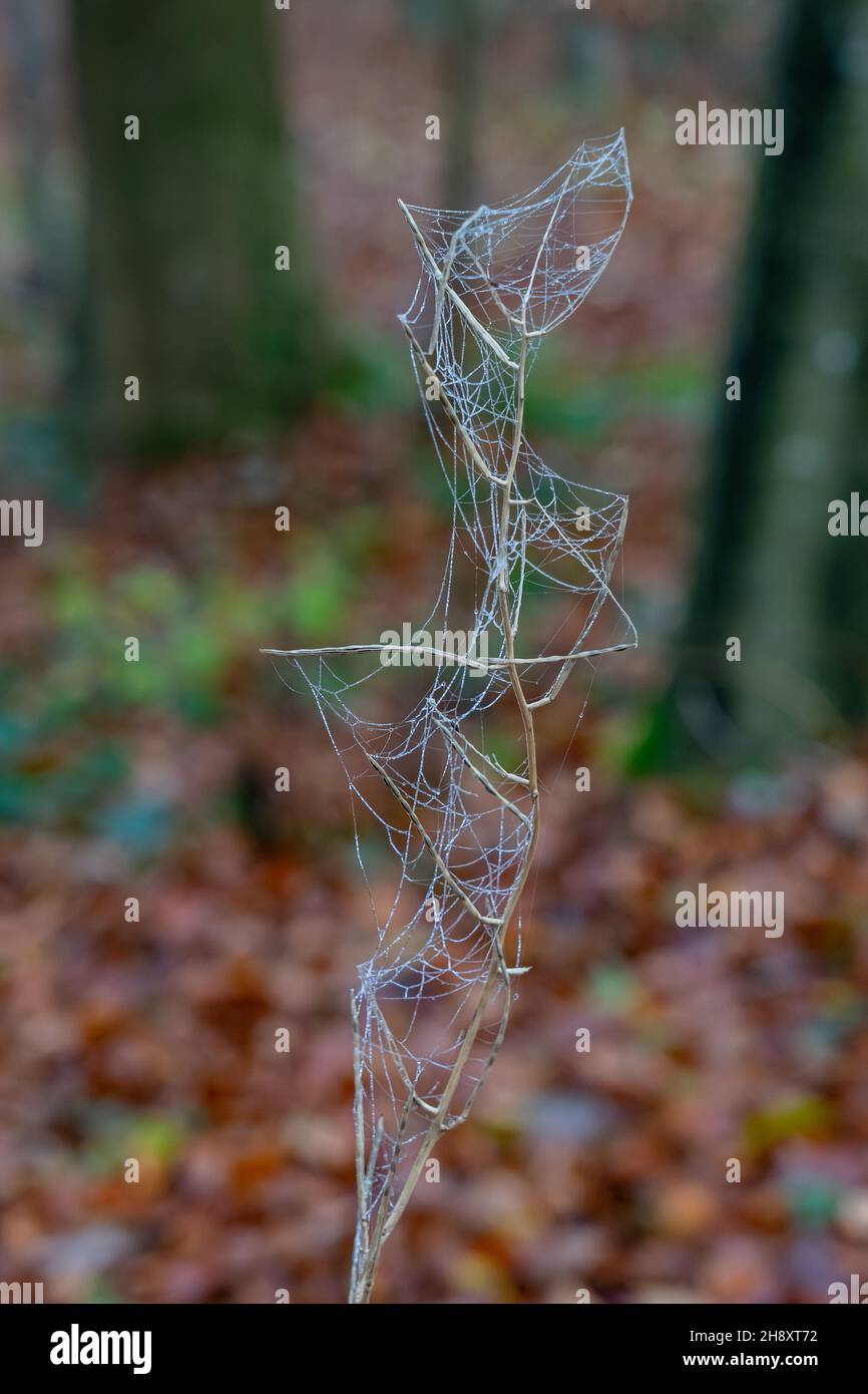 Pflanze im Winter mit gefrorenem Spinnennetz Stockfoto