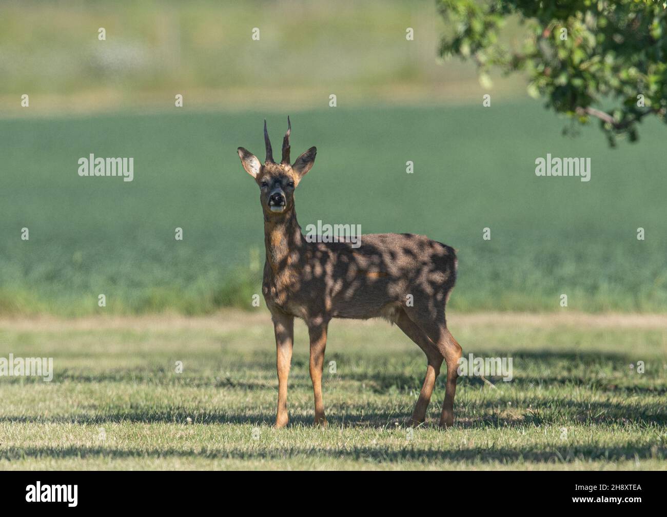 Ein königlicher Roe Deer Buck, der im bemunter Sonnenlicht im Obstgarten steht. Suffolk, Großbritannien Stockfoto