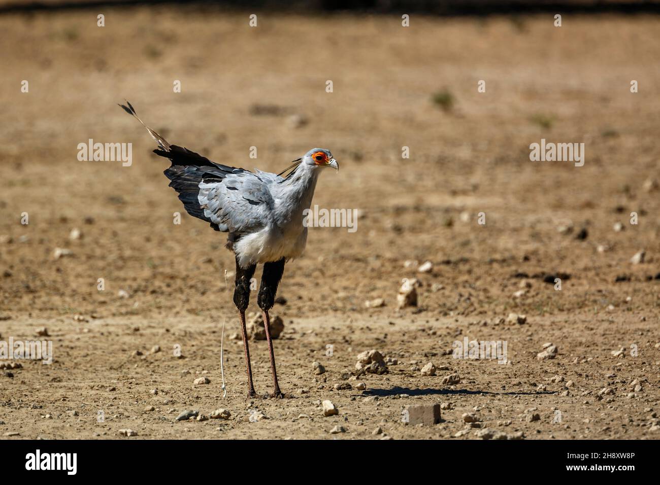 Sekretärin Vogel, der mit Schwanz in Kgalagadi transborder Park, Südafrika, herabtropfend; specie Sagittarius serpentarius Familie von Sagittariidae Stockfoto