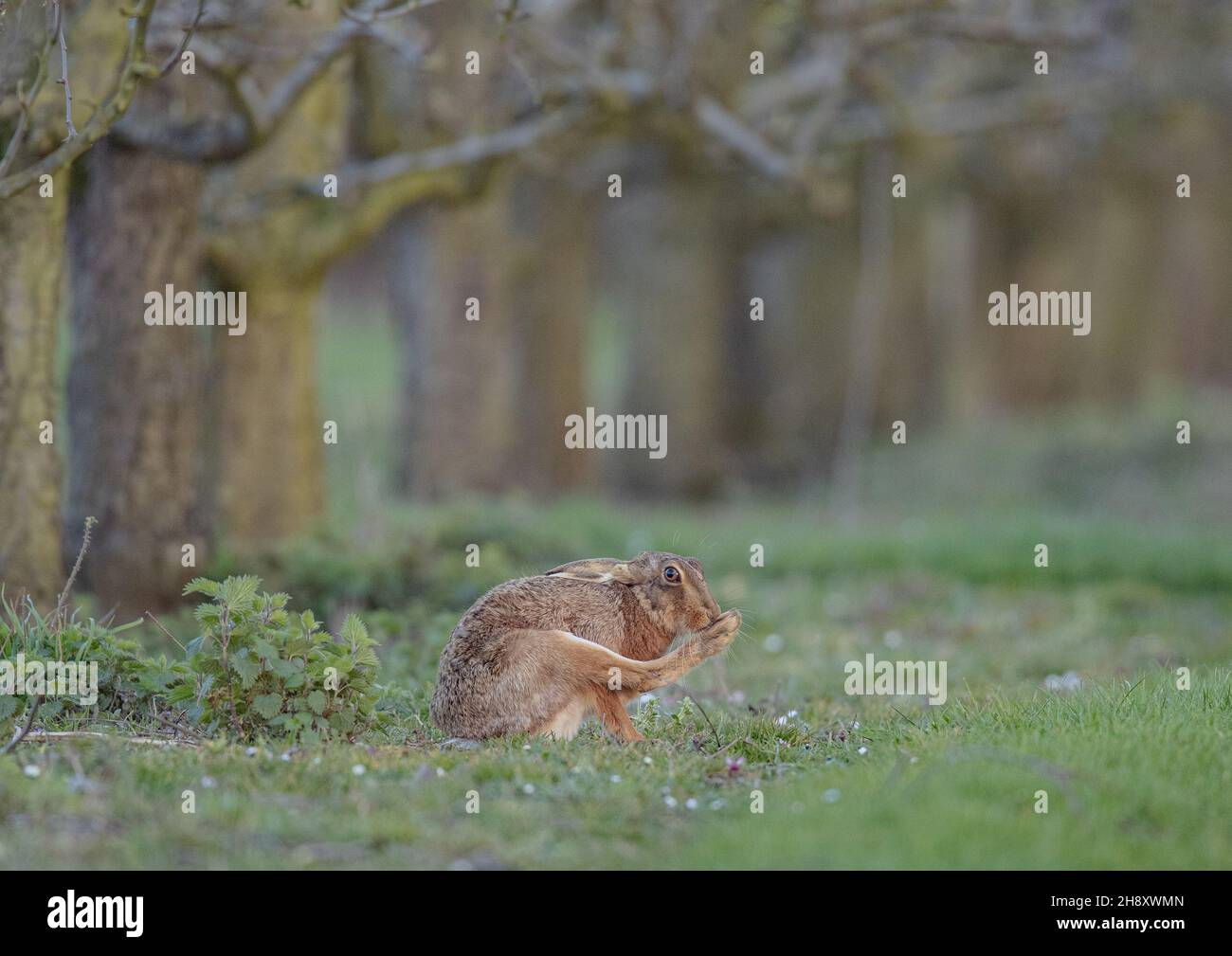 Ein wilder Braunhaar (Lepus europaeus), der in einem alten Obstgarten zwischen den Gänseblümchen sitzt und seinen großen Hinterfuß sorgfältig wäscht. Suffolk, Großbritannien Stockfoto