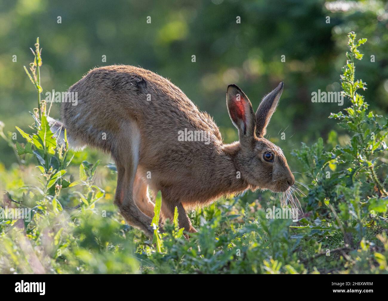 Ein sonnenbeleuchteter Braunhaar (Lepus europaeus), der durch die Unkrautränder eines Bauernfeldes verläuft. Suffolk , Vereinigtes Königreich Stockfoto
